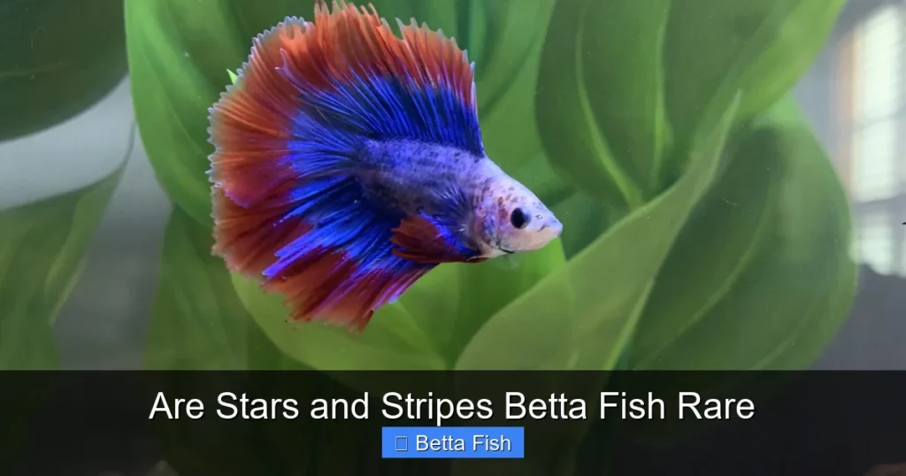 Are Stars and Stripes Betta Fish Rare