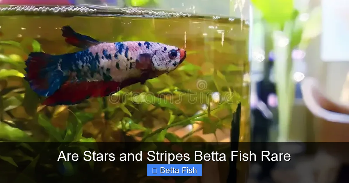 Are Stars and Stripes Betta Fish Rare