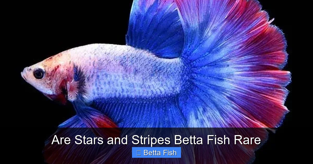 Are Stars and Stripes Betta Fish Rare