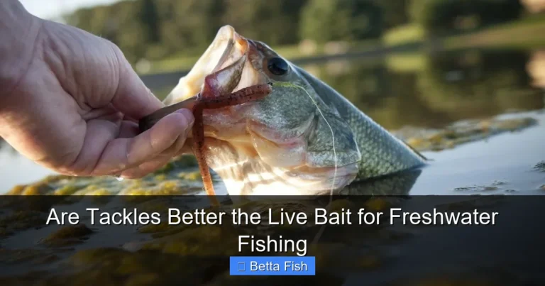 Are Tackles Better the Live Bait for Freshwater Fishing