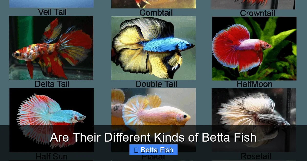 Are Their Different Kinds of Betta Fish