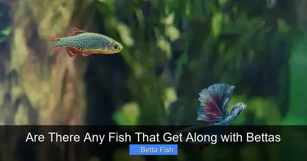 Are There Any Fish That Get Along with Bettas