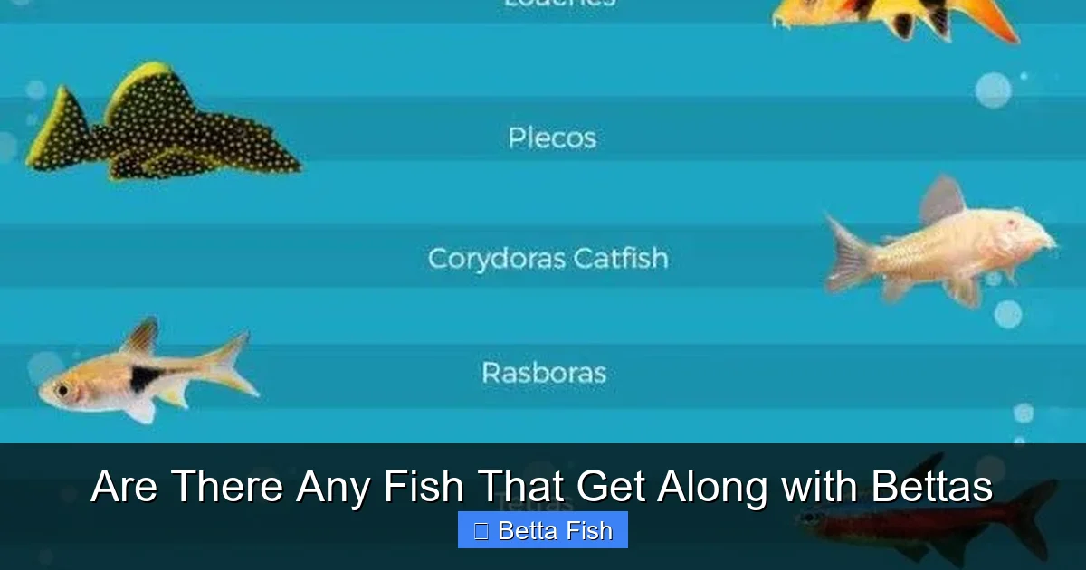 Are There Any Fish That Get Along with Bettas