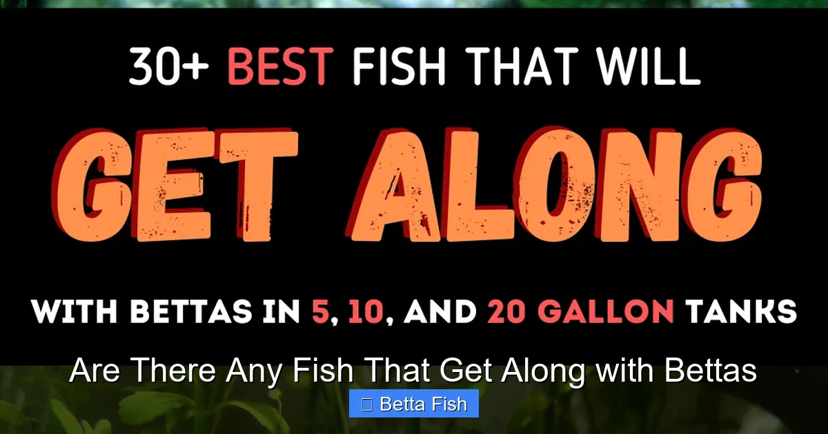 Are There Any Fish That Get Along with Bettas