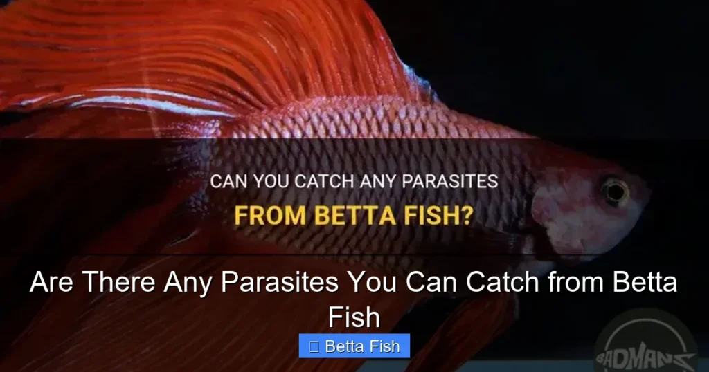 Are There Any Parasites You Can Catch from Betta Fish
