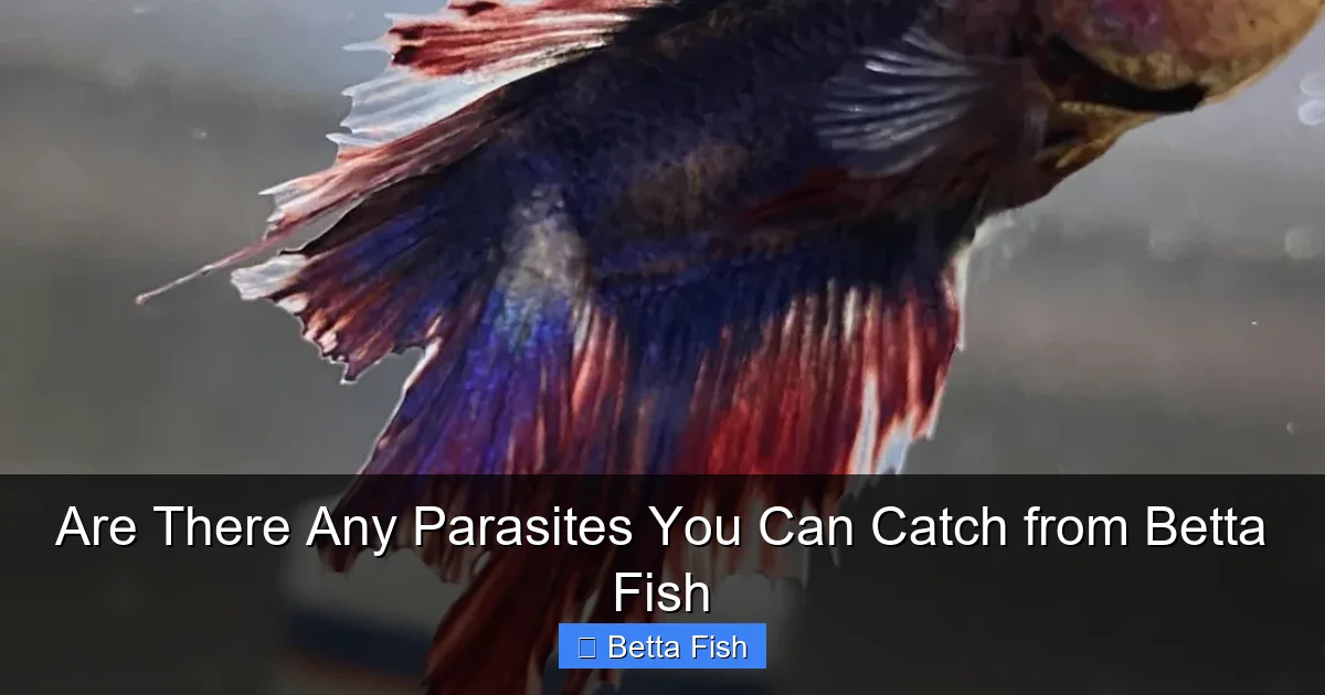 Are There Any Parasites You Can Catch from Betta Fish