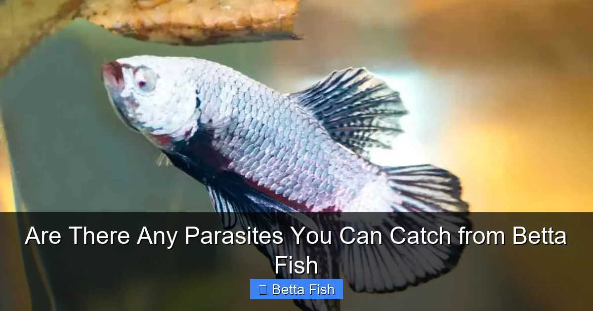 Are There Any Parasites You Can Catch from Betta Fish
