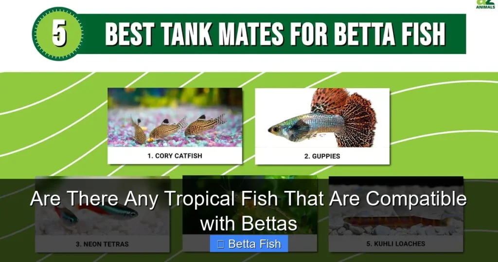 Are There Any Tropical Fish That Are Compatible with Bettas