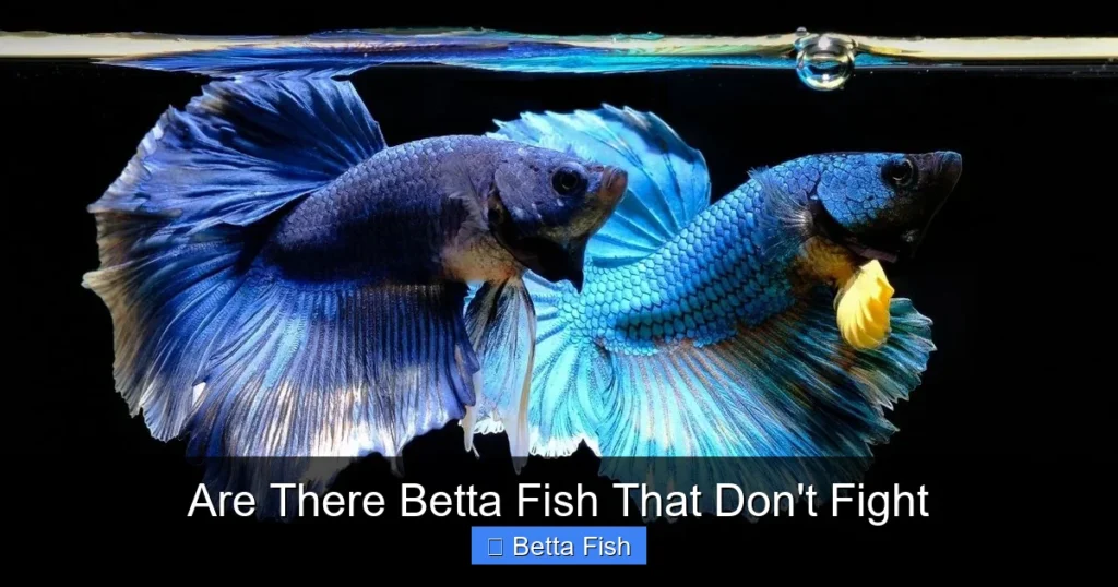 Are There Betta Fish That Don't Fight