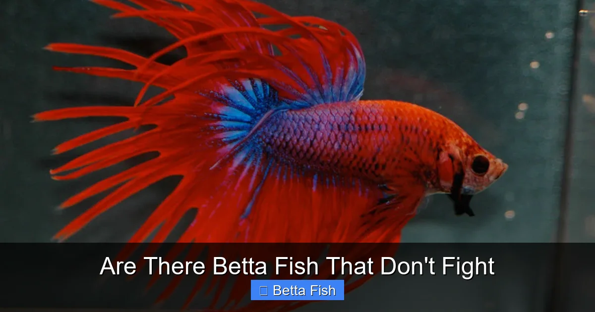 Are There Betta Fish That Don't Fight