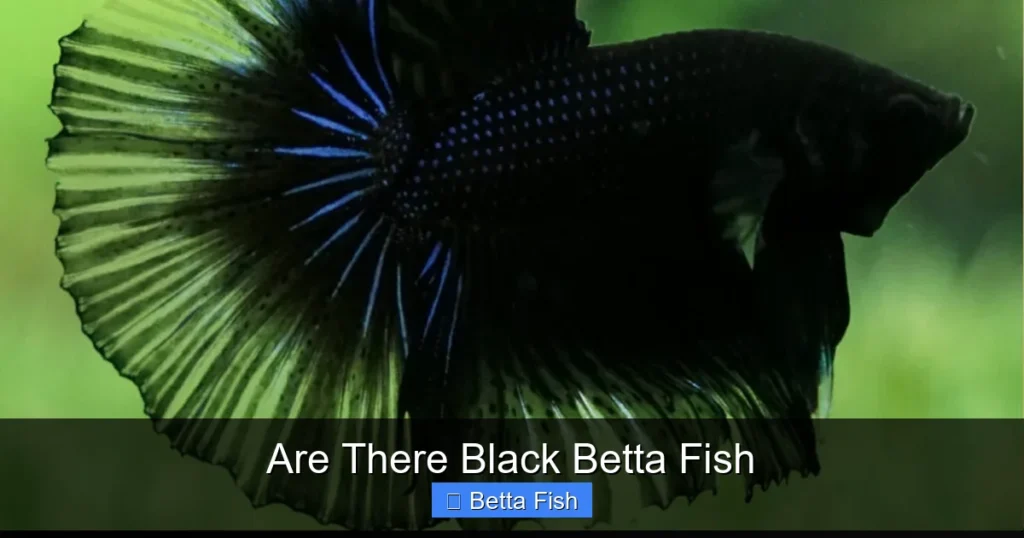 Are There Black Betta Fish