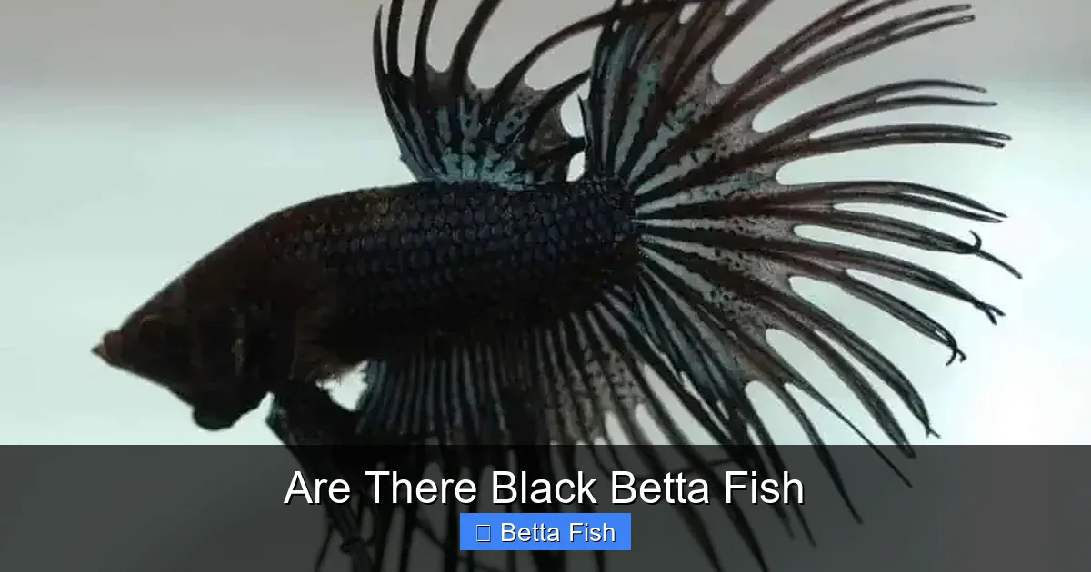 Are There Black Betta Fish
