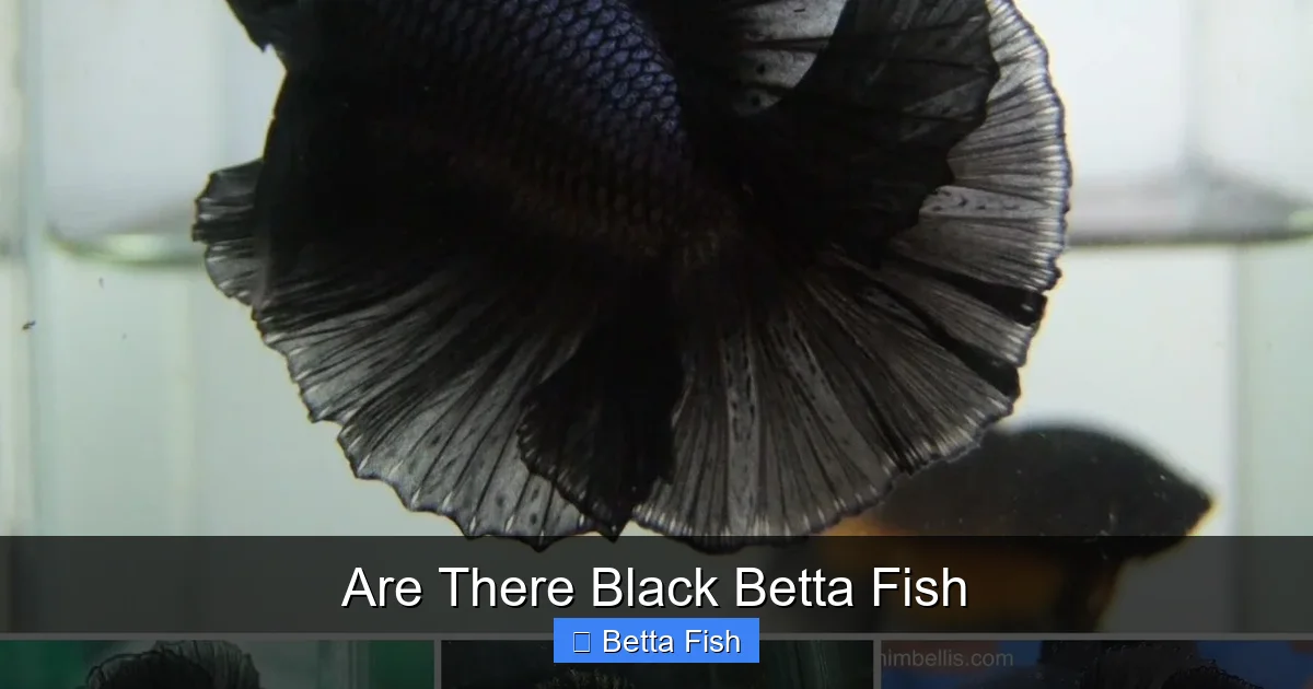 Are There Black Betta Fish
