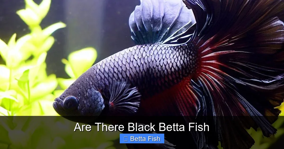 Are There Black Betta Fish