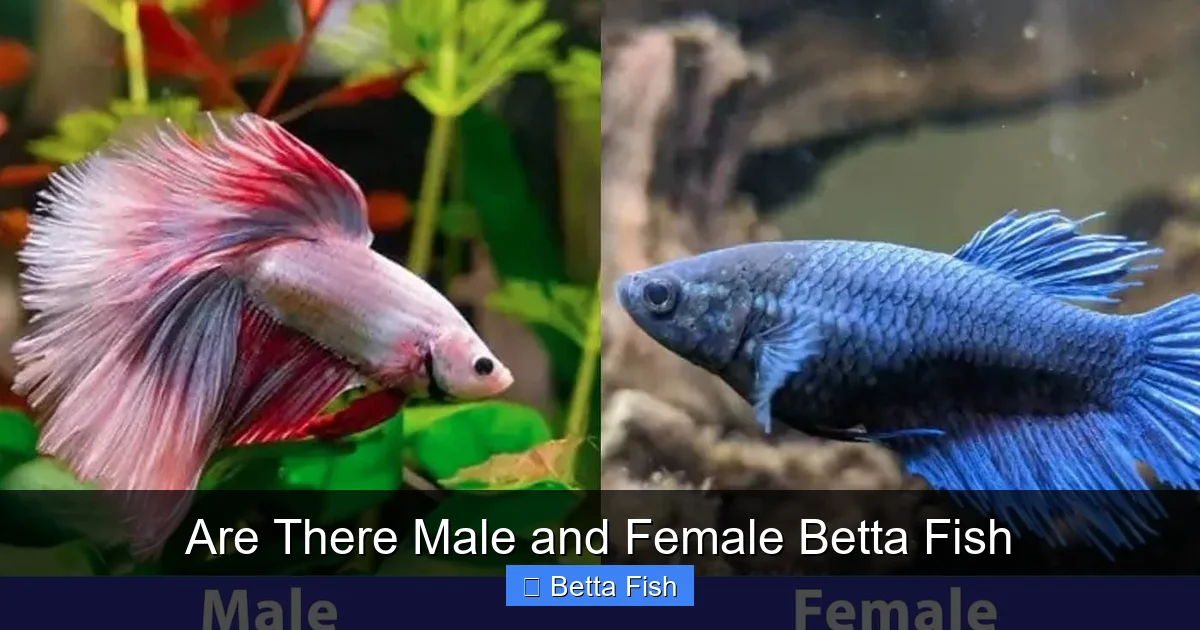 Are There Male and Female Betta Fish