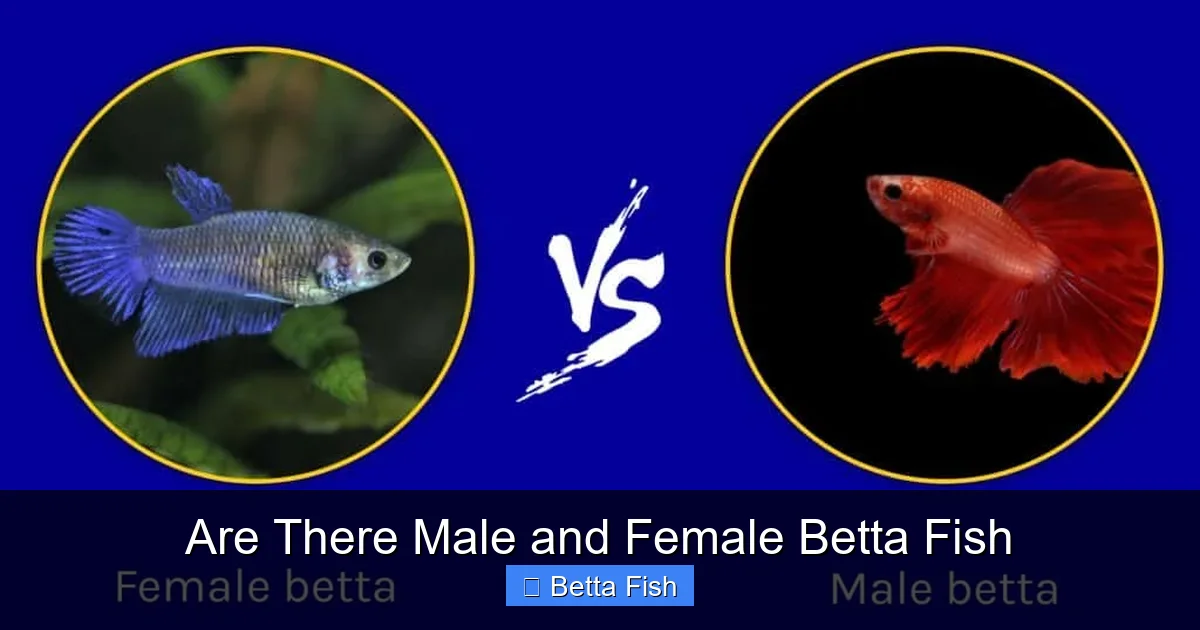 Are There Male and Female Betta Fish