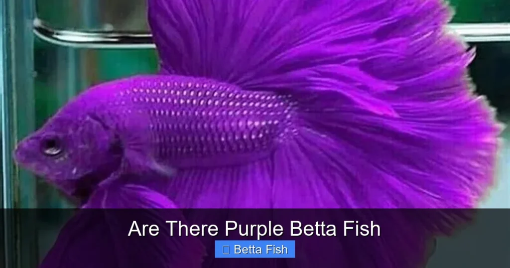 Are There Purple Betta Fish