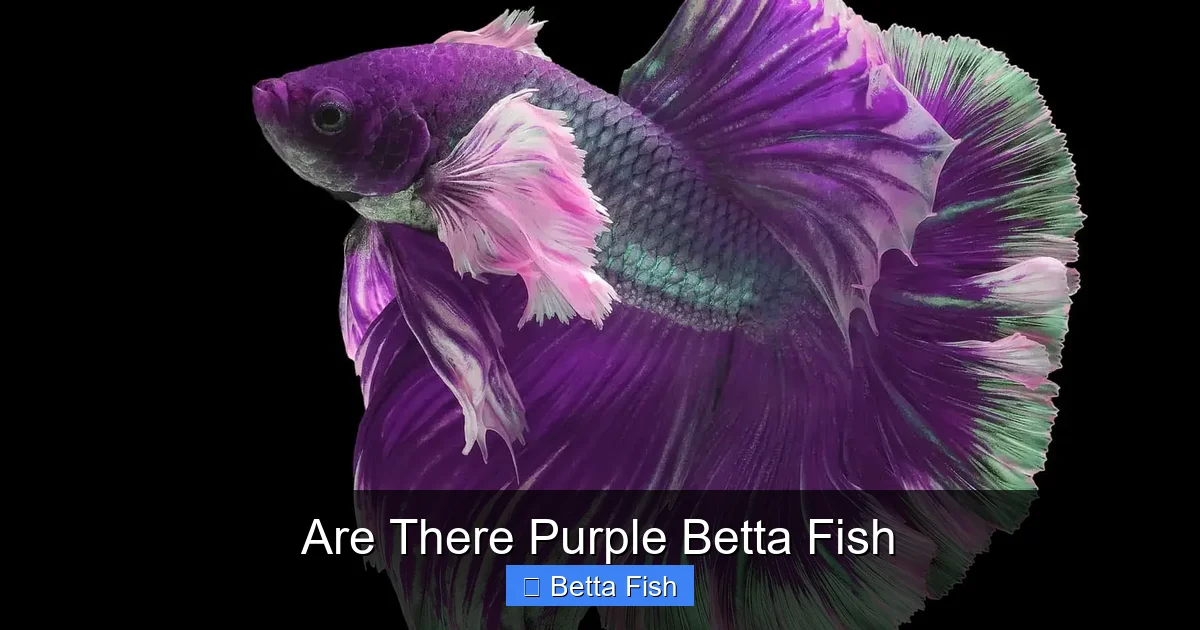 Are There Purple Betta Fish