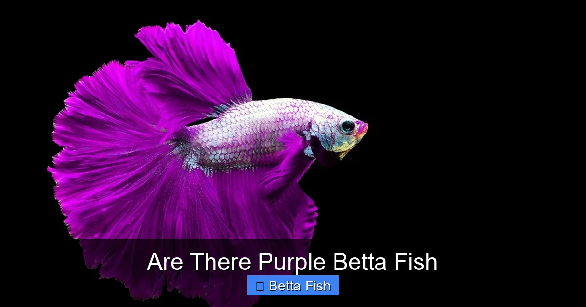 Are There Purple Betta Fish