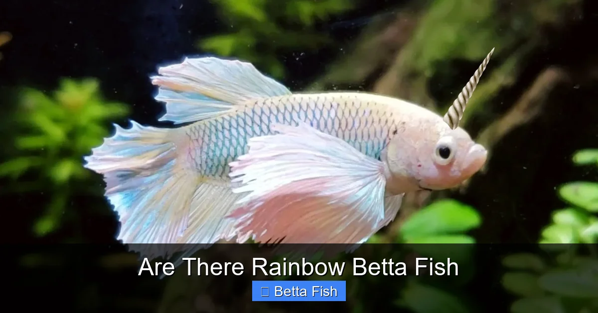 Are There Rainbow Betta Fish