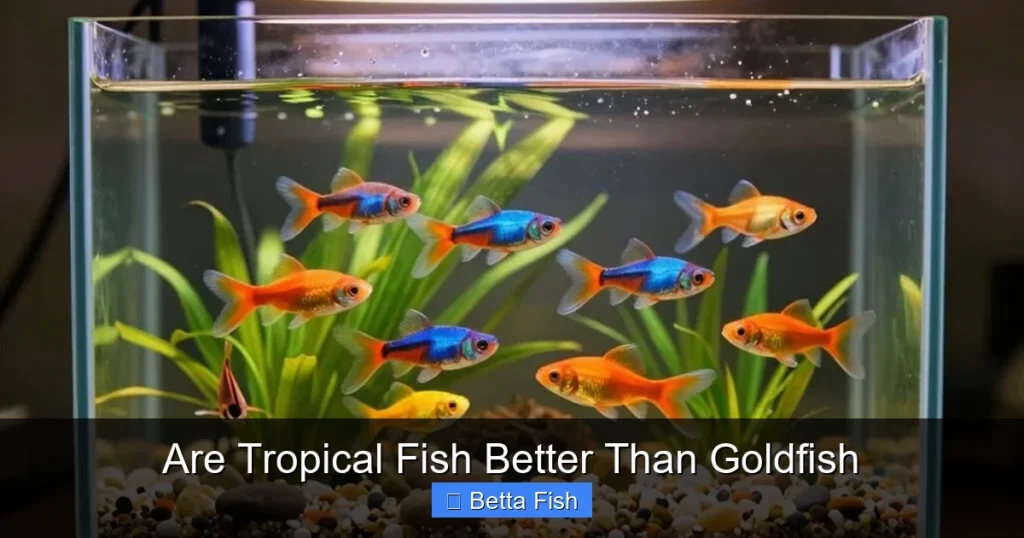 Are Tropical Fish Better Than Goldfish