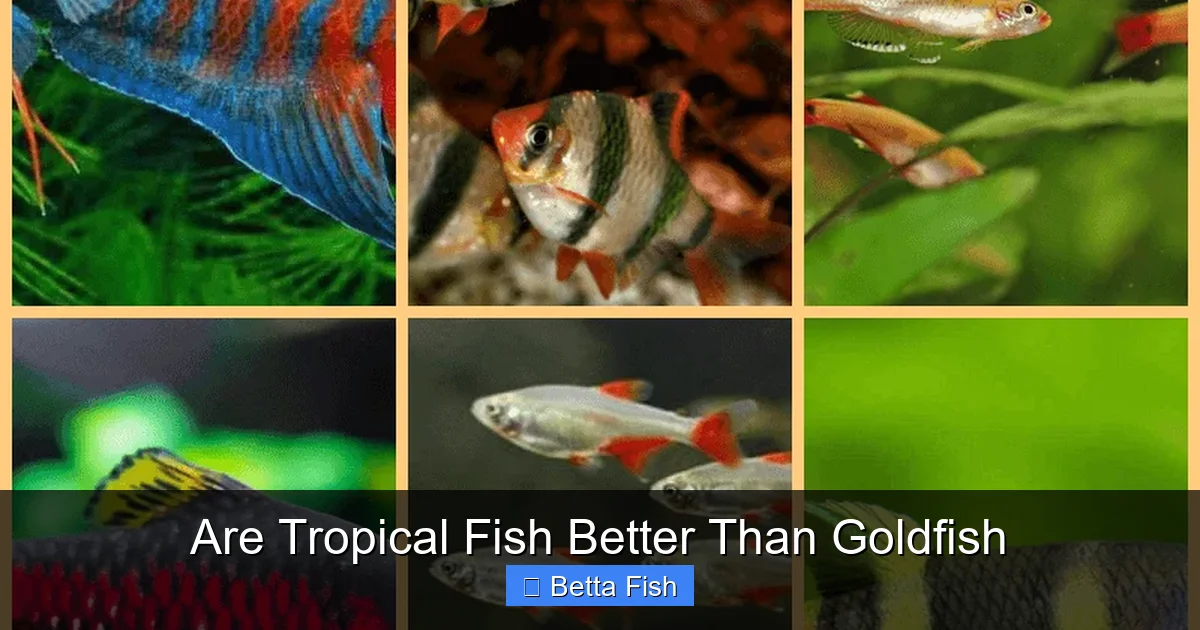 Are Tropical Fish Better Than Goldfish