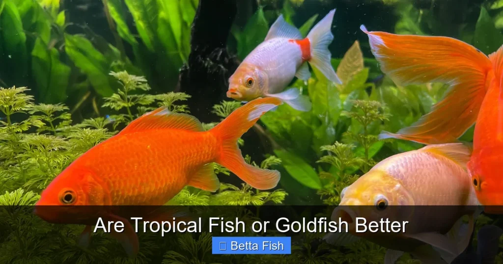 Are Tropical Fish or Goldfish Better