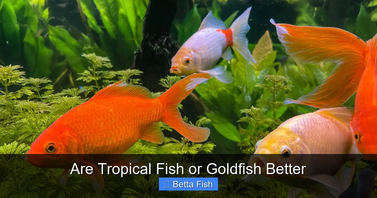 Are Tropical Fish or Goldfish Better