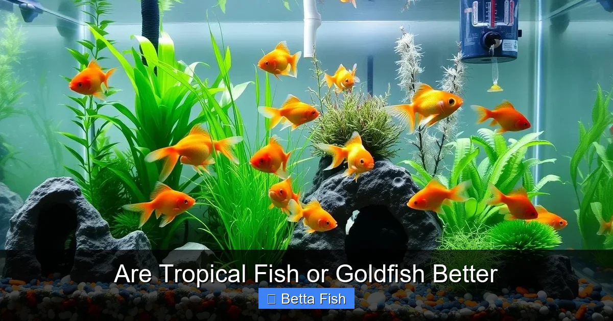Are Tropical Fish or Goldfish Better