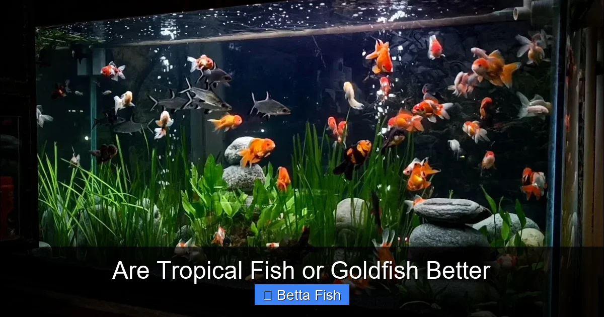 Are Tropical Fish or Goldfish Better
