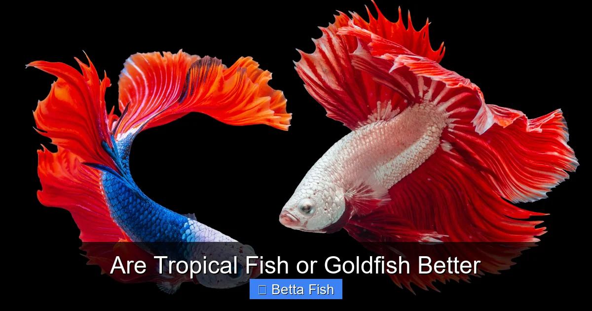 Are Tropical Fish or Goldfish Better