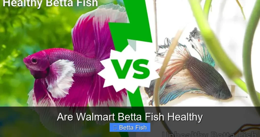 Are Walmart Betta Fish Healthy