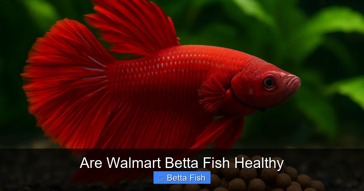 Are Walmart Betta Fish Healthy