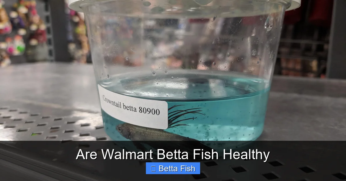 Are Walmart Betta Fish Healthy