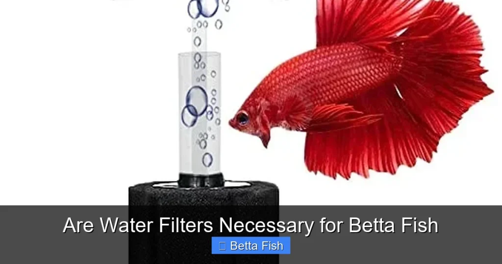 Are Water Filters Necessary for Betta Fish