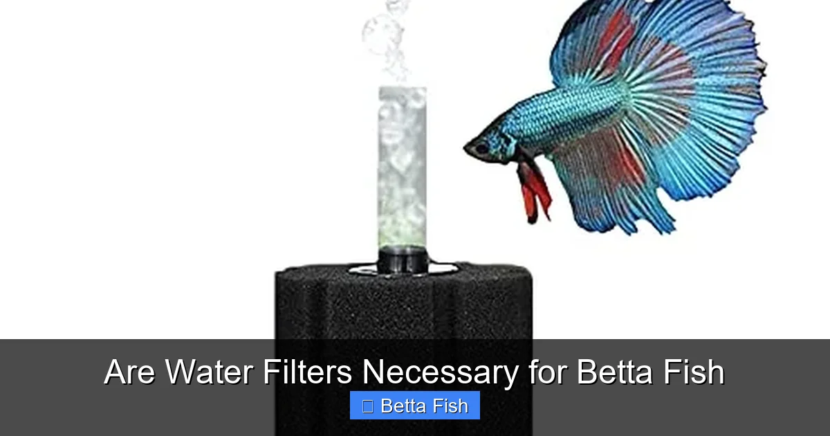 Are Water Filters Necessary for Betta Fish