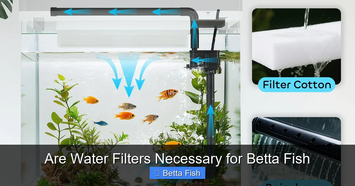 Are Water Filters Necessary for Betta Fish