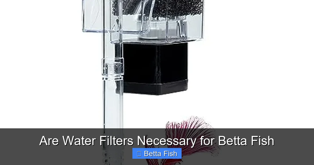 Are Water Filters Necessary for Betta Fish