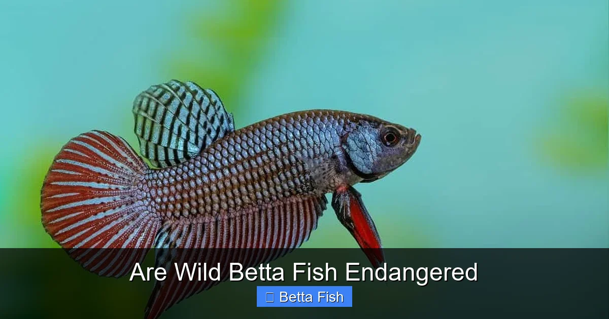 Are Wild Betta Fish Endangered