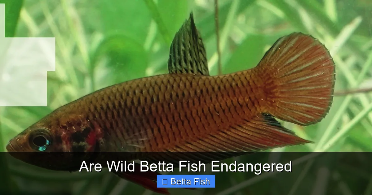 Are Wild Betta Fish Endangered