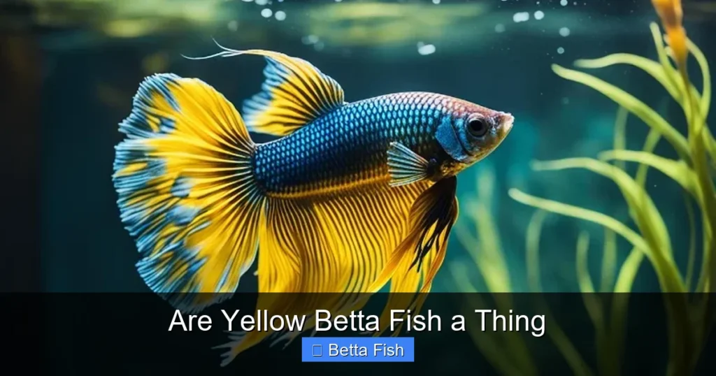 Are Yellow Betta Fish a Thing
