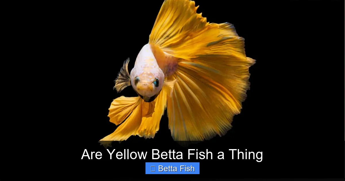 Are Yellow Betta Fish a Thing