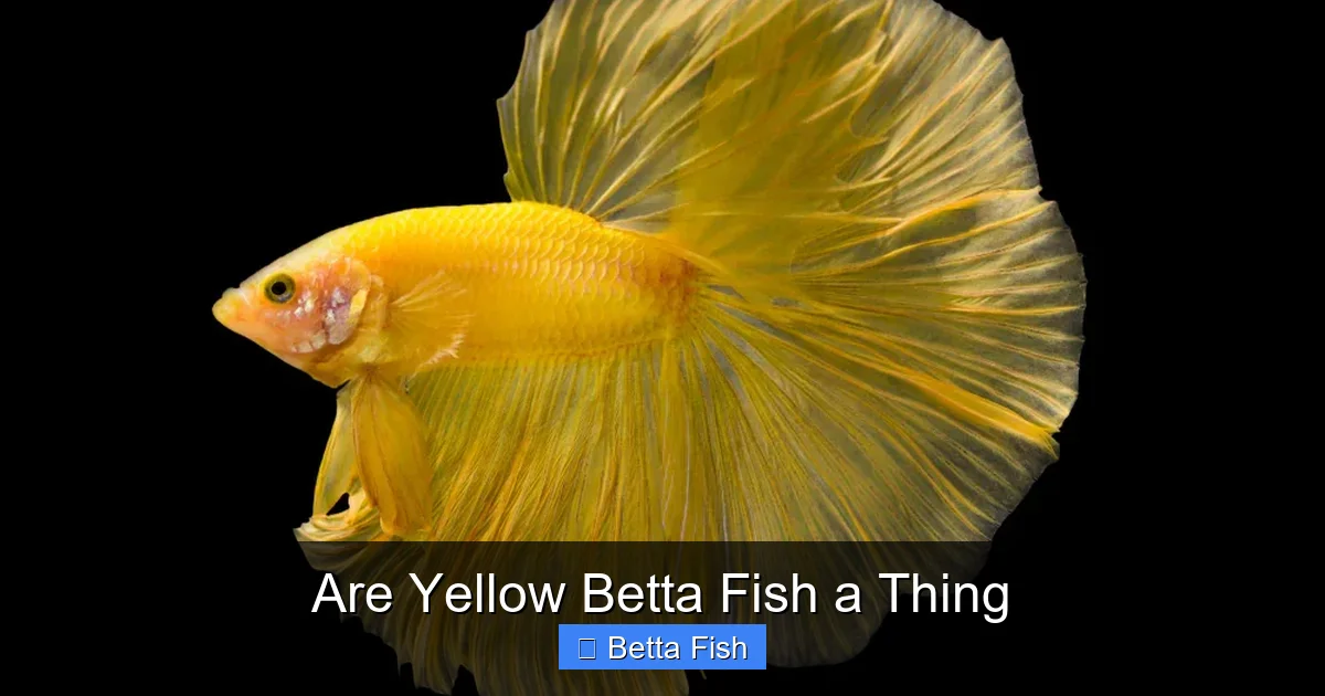 Are Yellow Betta Fish a Thing