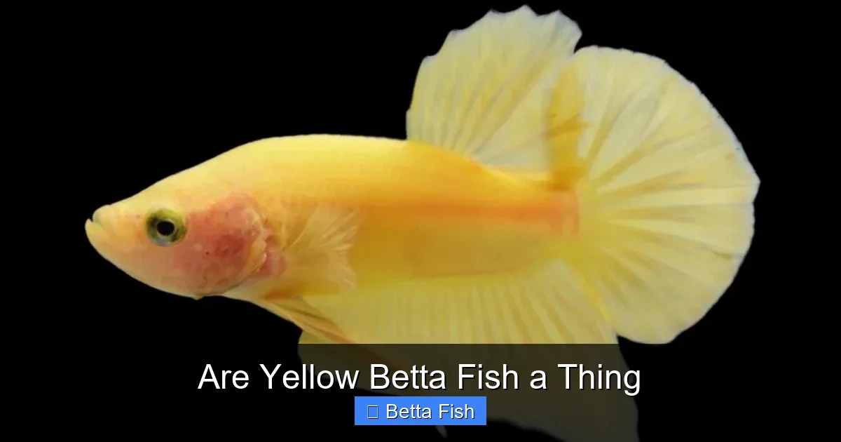 Are Yellow Betta Fish a Thing