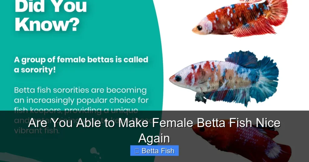 Are You Able to Make Female Betta Fish Nice Again
