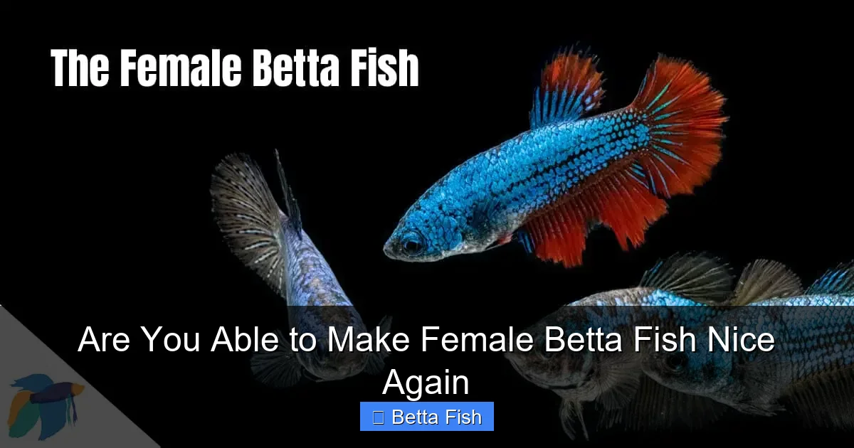 Are You Able to Make Female Betta Fish Nice Again