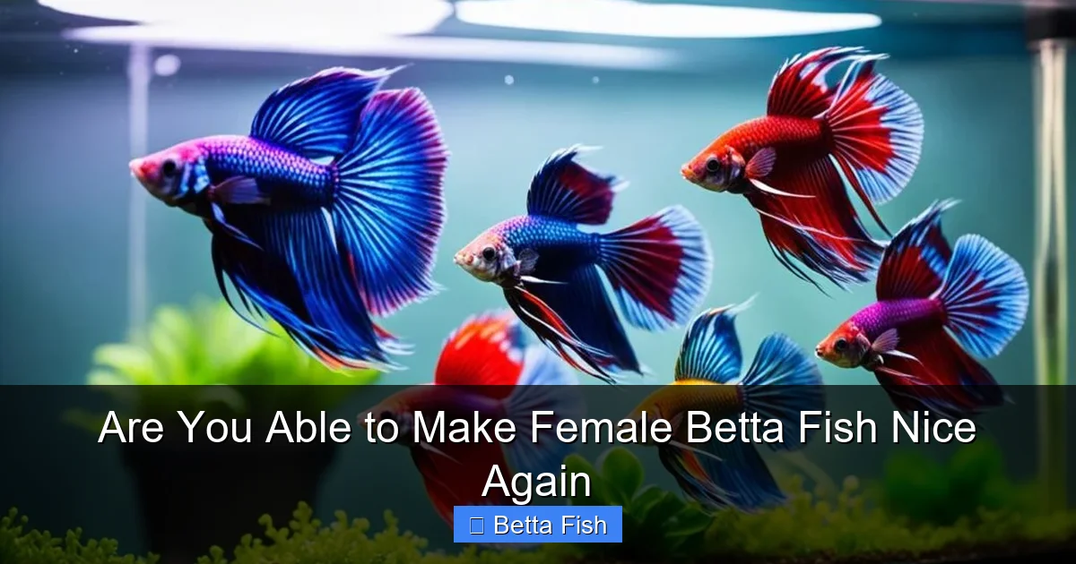 Are You Able to Make Female Betta Fish Nice Again