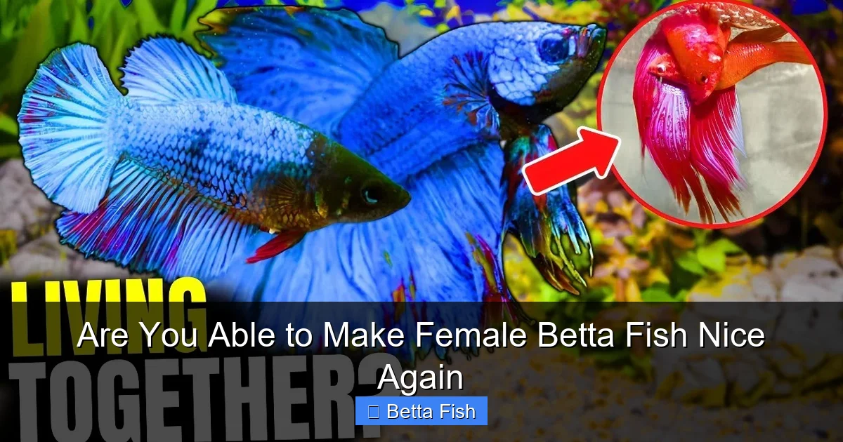 Are You Able to Make Female Betta Fish Nice Again