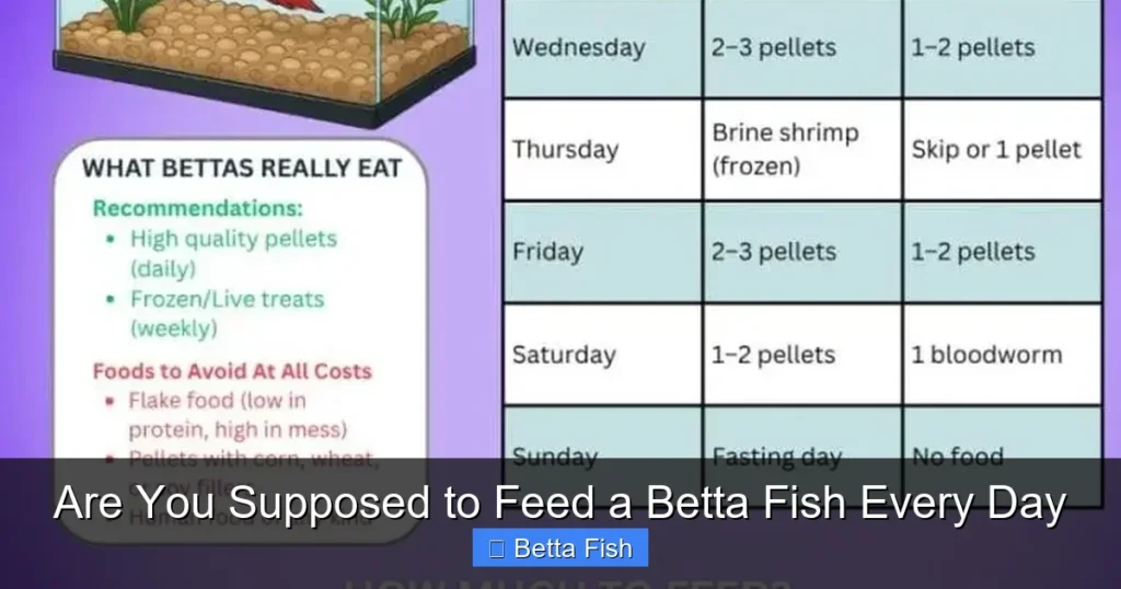 Are You Supposed to Feed a Betta Fish Every Day