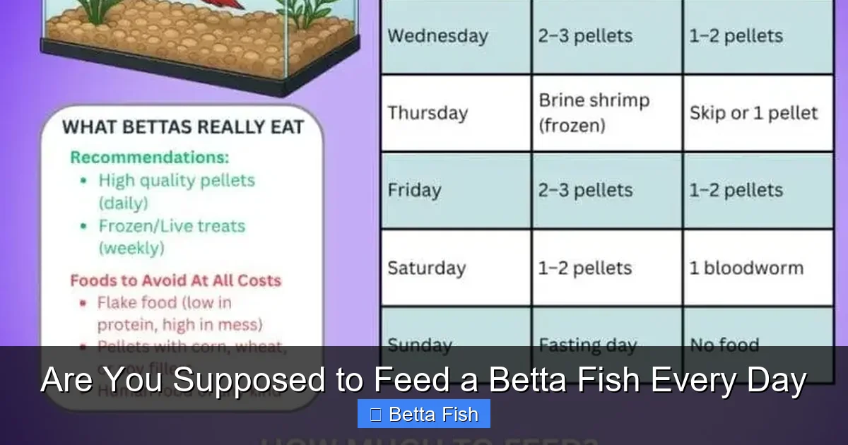 Are You Supposed to Feed a Betta Fish Every Day